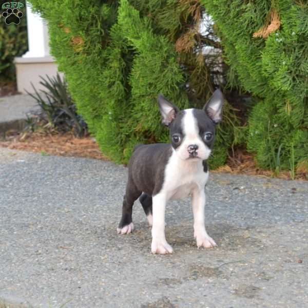 Dolly, Boston Terrier Puppy