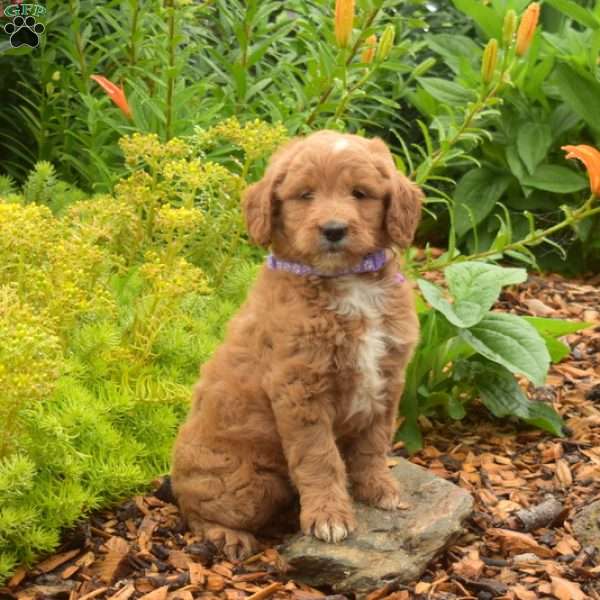 Dolly, Mini Goldendoodle Puppy