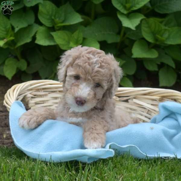 Dolly, Mini Aussiedoodle Puppy