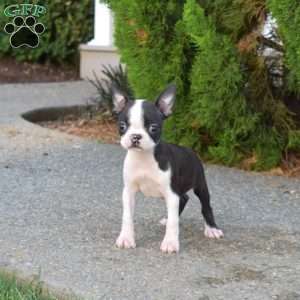 Dolly, Boston Terrier Puppy