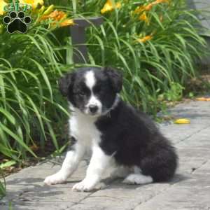 Dolly, Border Collie Puppy