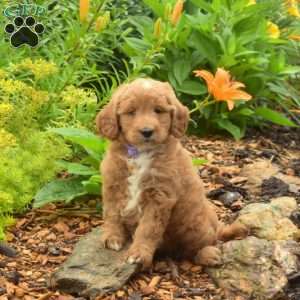 Dolly, Mini Goldendoodle Puppy