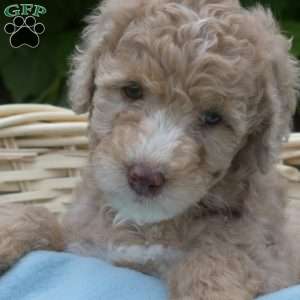Dolly, Mini Aussiedoodle Puppy