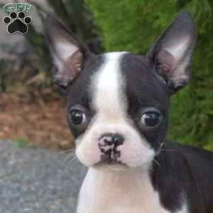 Dolly, Boston Terrier Puppy