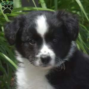 Dolly, Border Collie Puppy