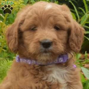 Dolly, Mini Goldendoodle Puppy