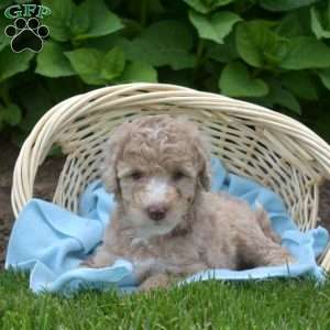 Dolly, Mini Aussiedoodle Puppy