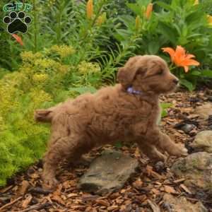 Dolly, Mini Goldendoodle Puppy