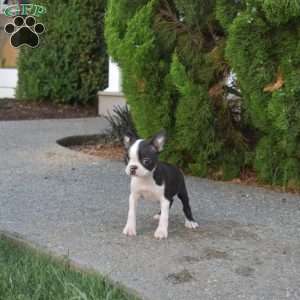 Dolly, Boston Terrier Puppy