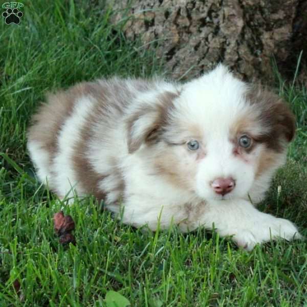 Dominic, Australian Shepherd Puppy