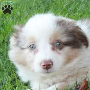 Dominic, Australian Shepherd Puppy