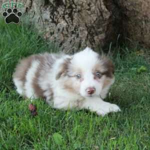 Dominic, Australian Shepherd Puppy