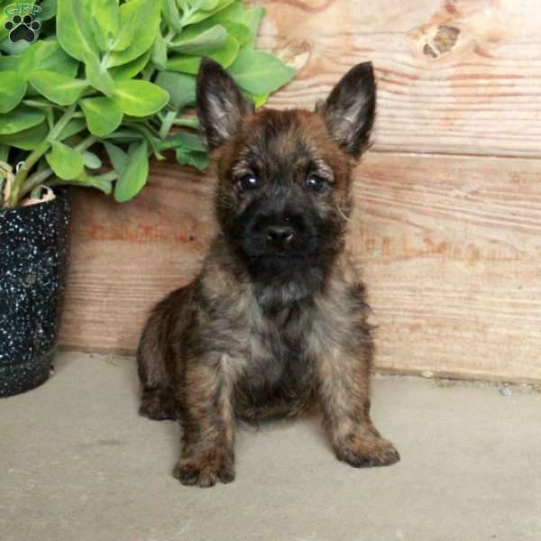 Domino, Cairn Terrier Puppy