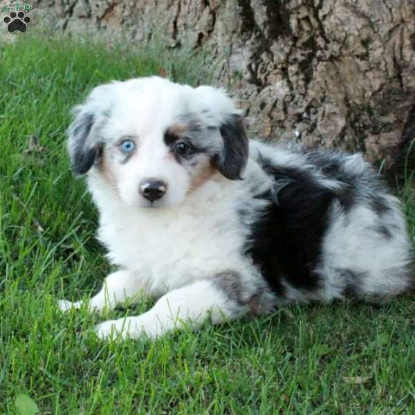 Domino, Australian Shepherd Puppy