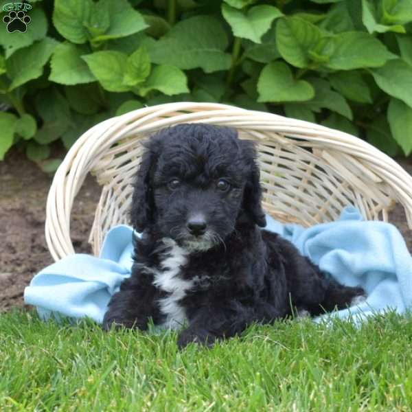 Domino, Mini Aussiedoodle Puppy
