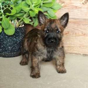Domino, Cairn Terrier Puppy