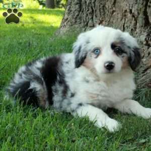 Domino, Australian Shepherd Puppy