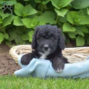 Domino, Mini Aussiedoodle Puppy