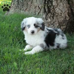 Domino, Australian Shepherd Puppy