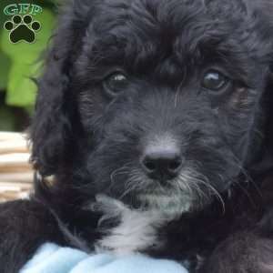 Domino, Mini Aussiedoodle Puppy