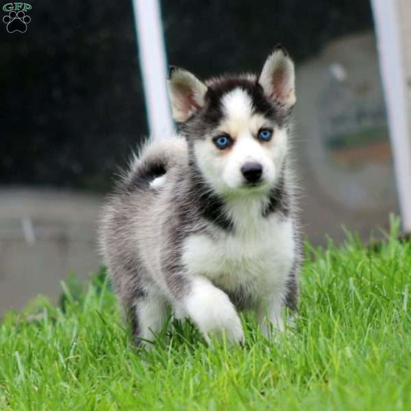 Donna, Pomsky Puppy