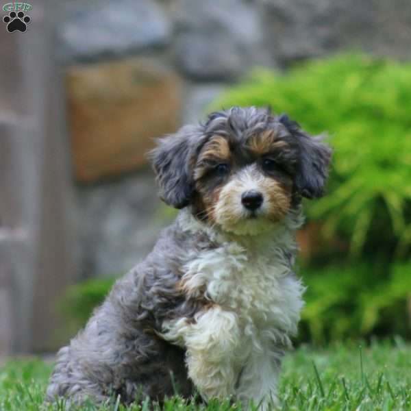 Donnie, Mini Bernedoodle Puppy