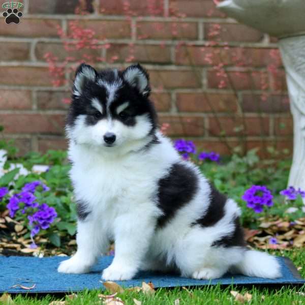 Donnie, Pomsky Puppy
