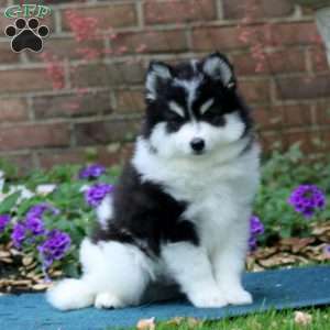 Donnie, Pomsky Puppy