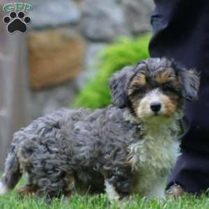 Donnie, Mini Bernedoodle Puppy