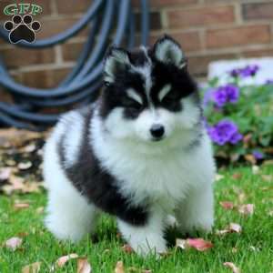 Donnie, Pomsky Puppy