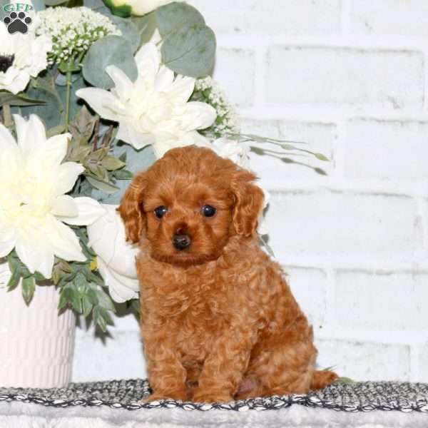 Dora, Cavapoo Puppy