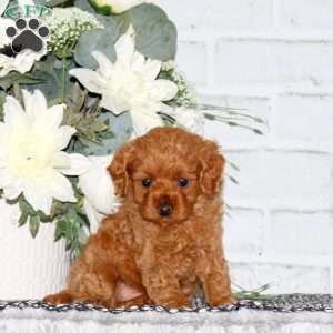 Dora, Cavapoo Puppy