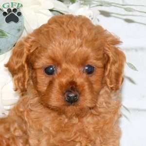 Dora, Cavapoo Puppy