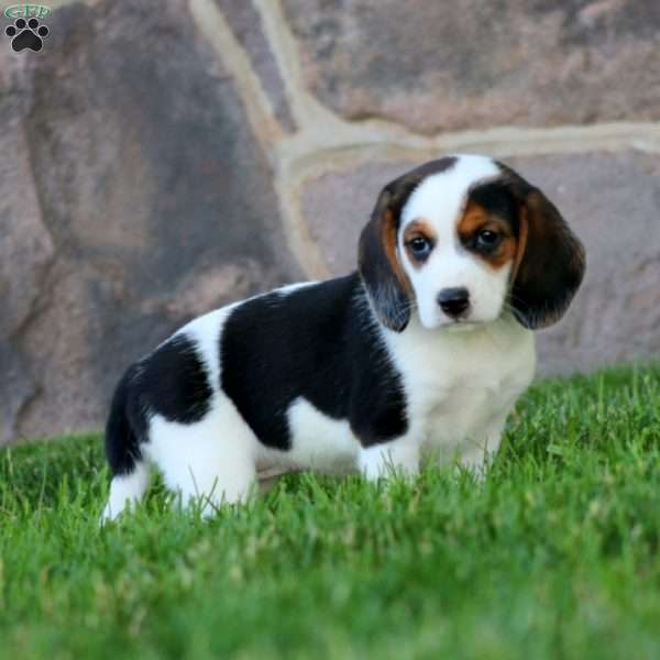 Dora, Beagle Puppy