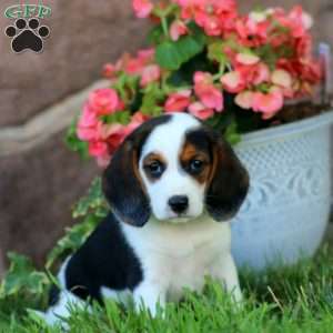Dora, Beagle Puppy