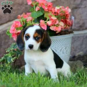 Dora, Beagle Puppy
