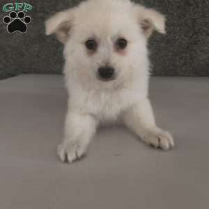 Dora, American Eskimo Puppy