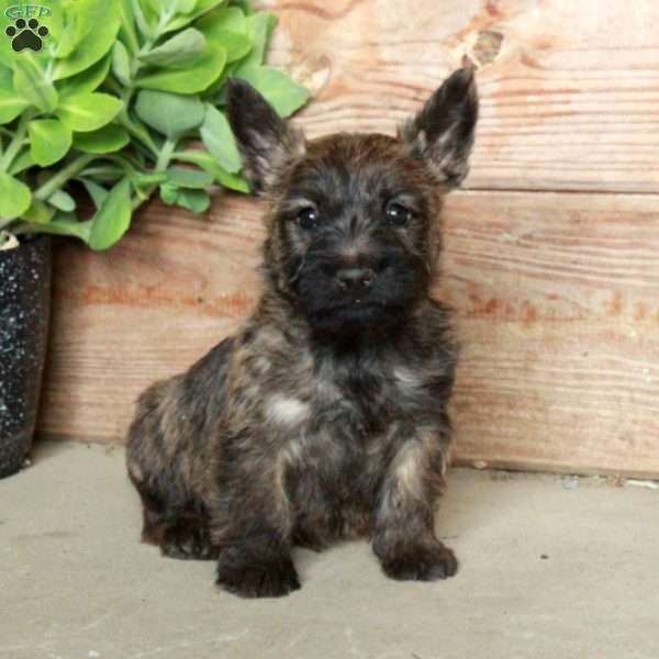 Dori, Cairn Terrier Puppy