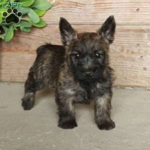 Dori, Cairn Terrier Puppy