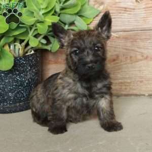 Dori, Cairn Terrier Puppy