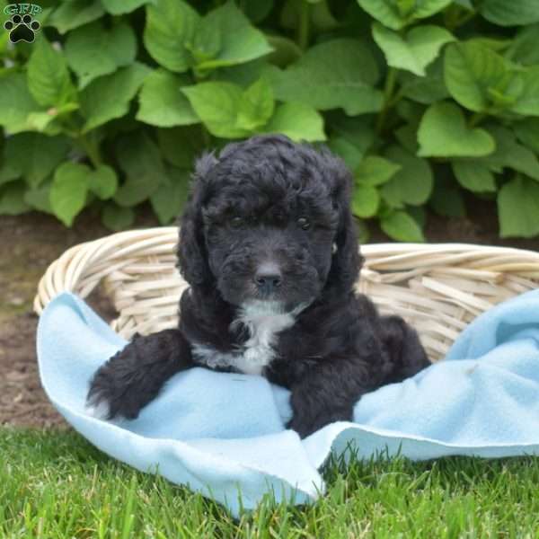 Dottie, Mini Aussiedoodle Puppy