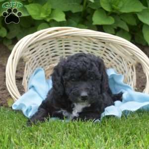 Dottie, Mini Aussiedoodle Puppy