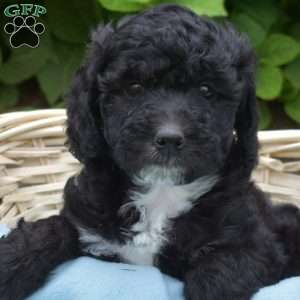 Dottie, Mini Aussiedoodle Puppy