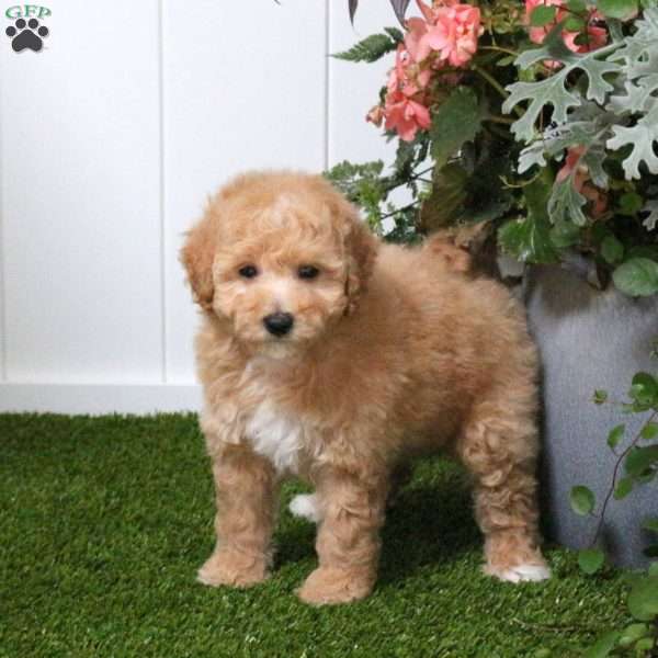 Dougie, Bich-Poo Puppy