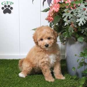 Dougie, Bich-Poo Puppy