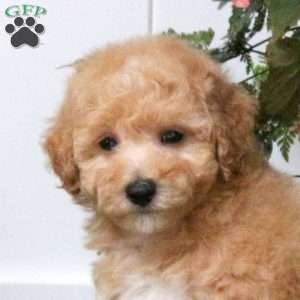 Dougie, Bich-Poo Puppy