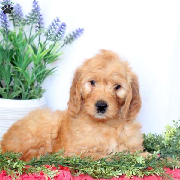 Dove, Mini Goldendoodle Puppy