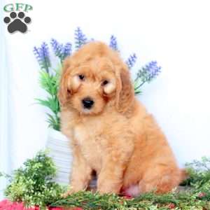 Dove, Mini Goldendoodle Puppy