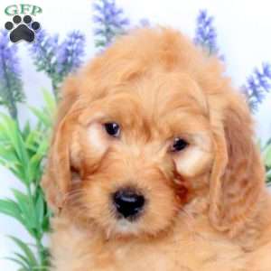 Dove, Mini Goldendoodle Puppy
