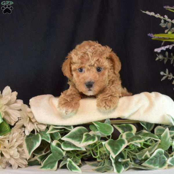 Dover, Bich-Poo Puppy